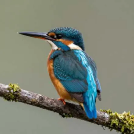Blurry kingfisher photo, original input