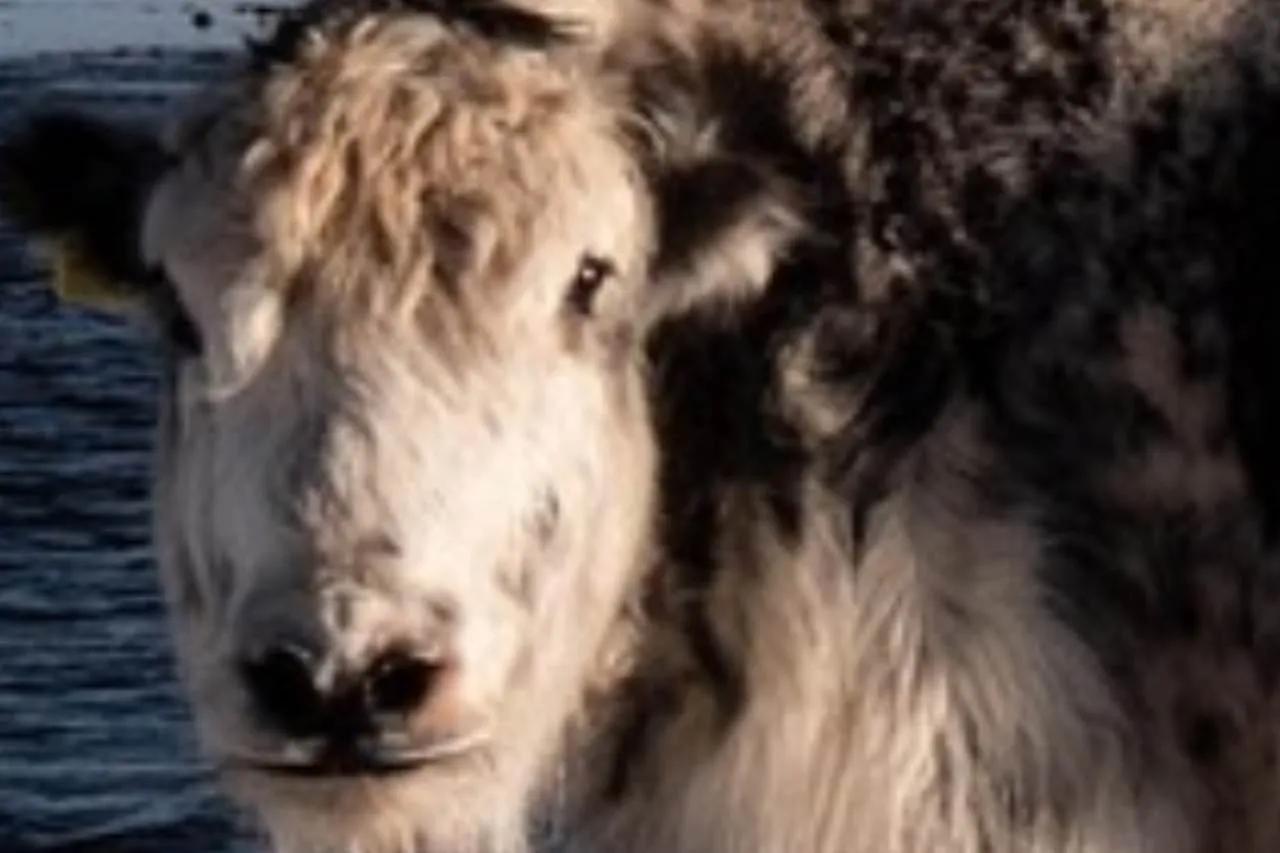 Image before enhancement and upscaling