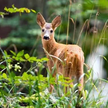 Deer in a natural landscape upscaled faithfully, with fur and forest detail preserved before enhancement and upscaling
