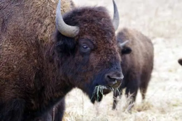 American bison in winter grass, upscaled with the fur and horn texture kept exactly as shot before enhancement and upscaling