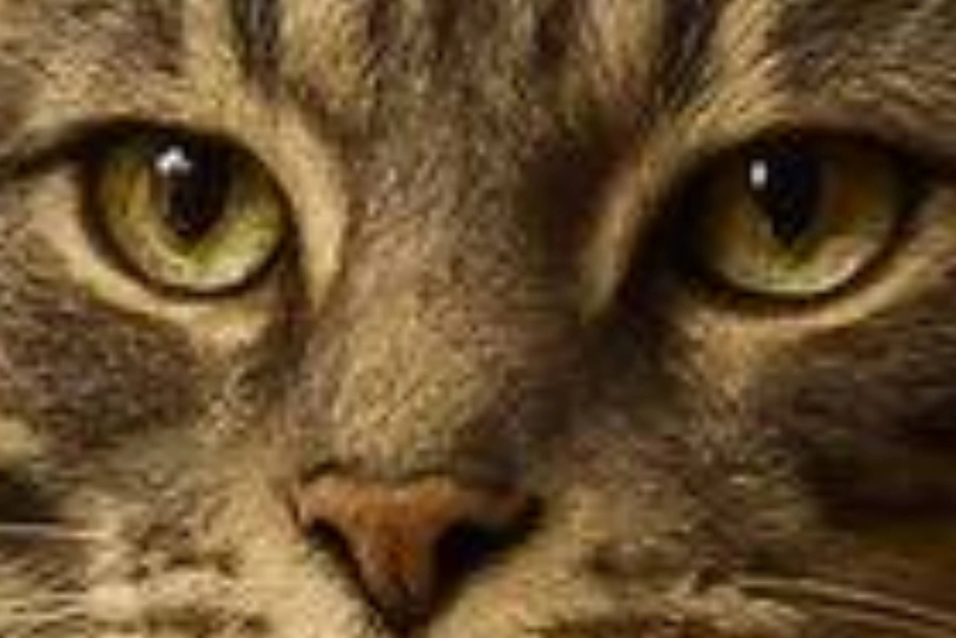 Image before enhancement and upscaling