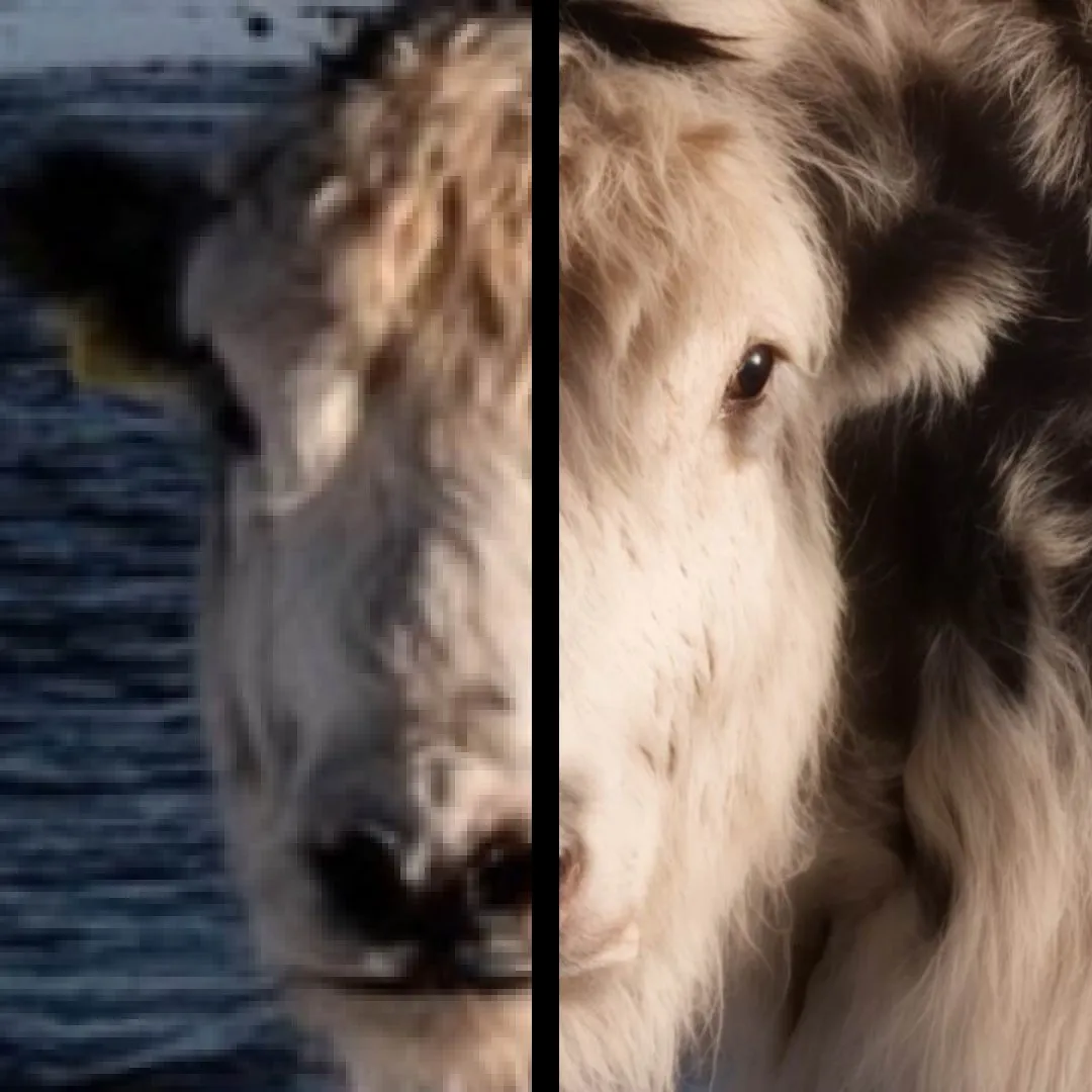 Increase DPI of Image Online without Losing Quality! Change Images to 300 DPI or More!