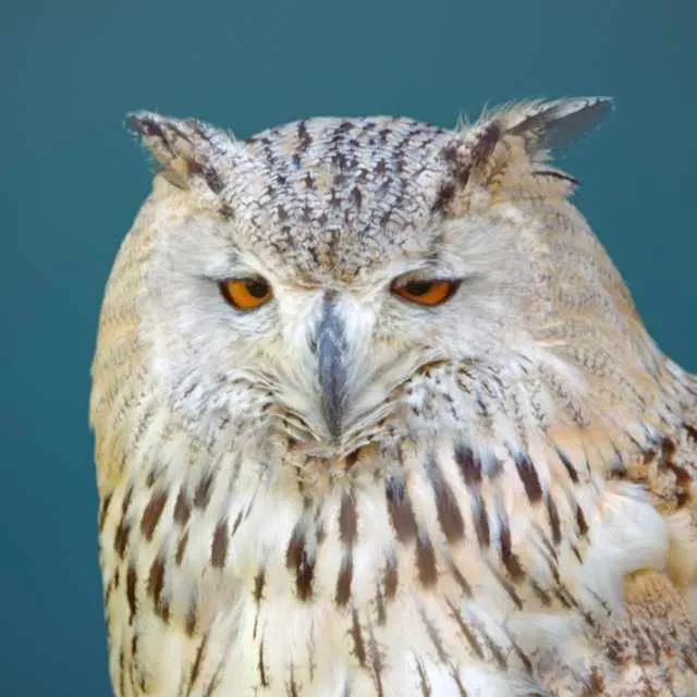 Eurasian eagle owl portrait faithfully upscaled in the browser as a Topaz Gigapixel AI alternative before enhancement and upscaling