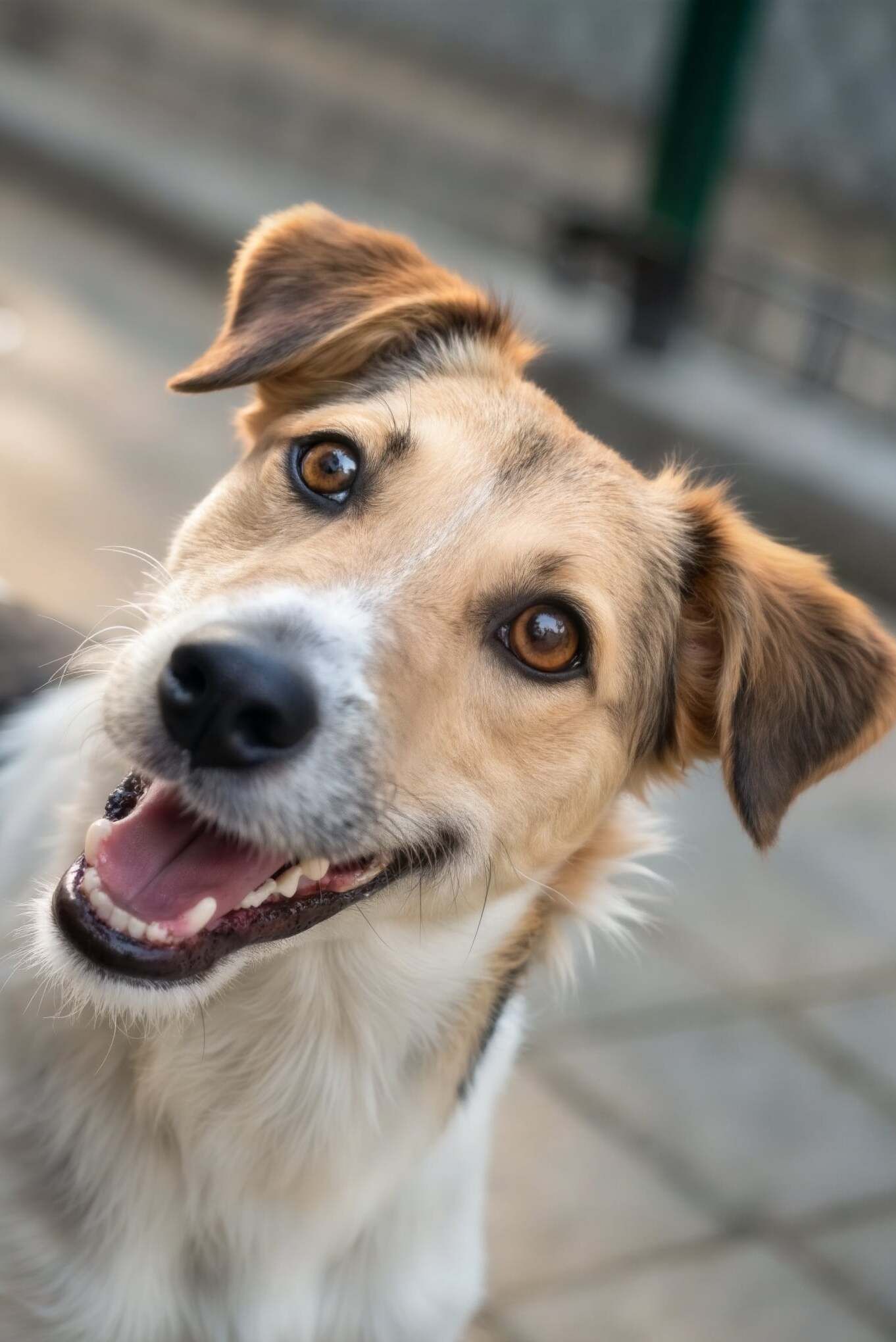 Image before enhancement and upscaling