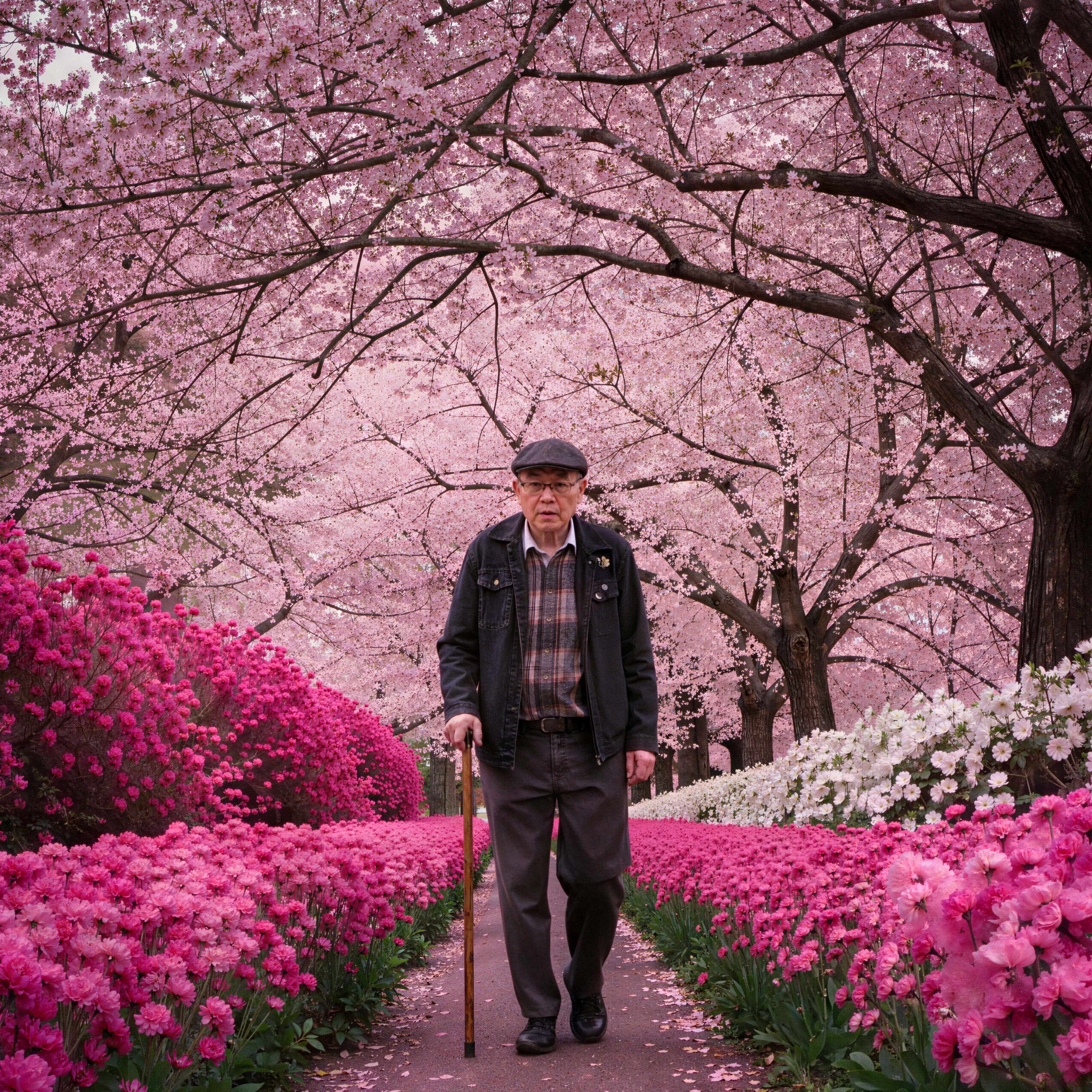 Japanese man walking through a park with cherry blossom trees and flowers after enhancement and upscaling