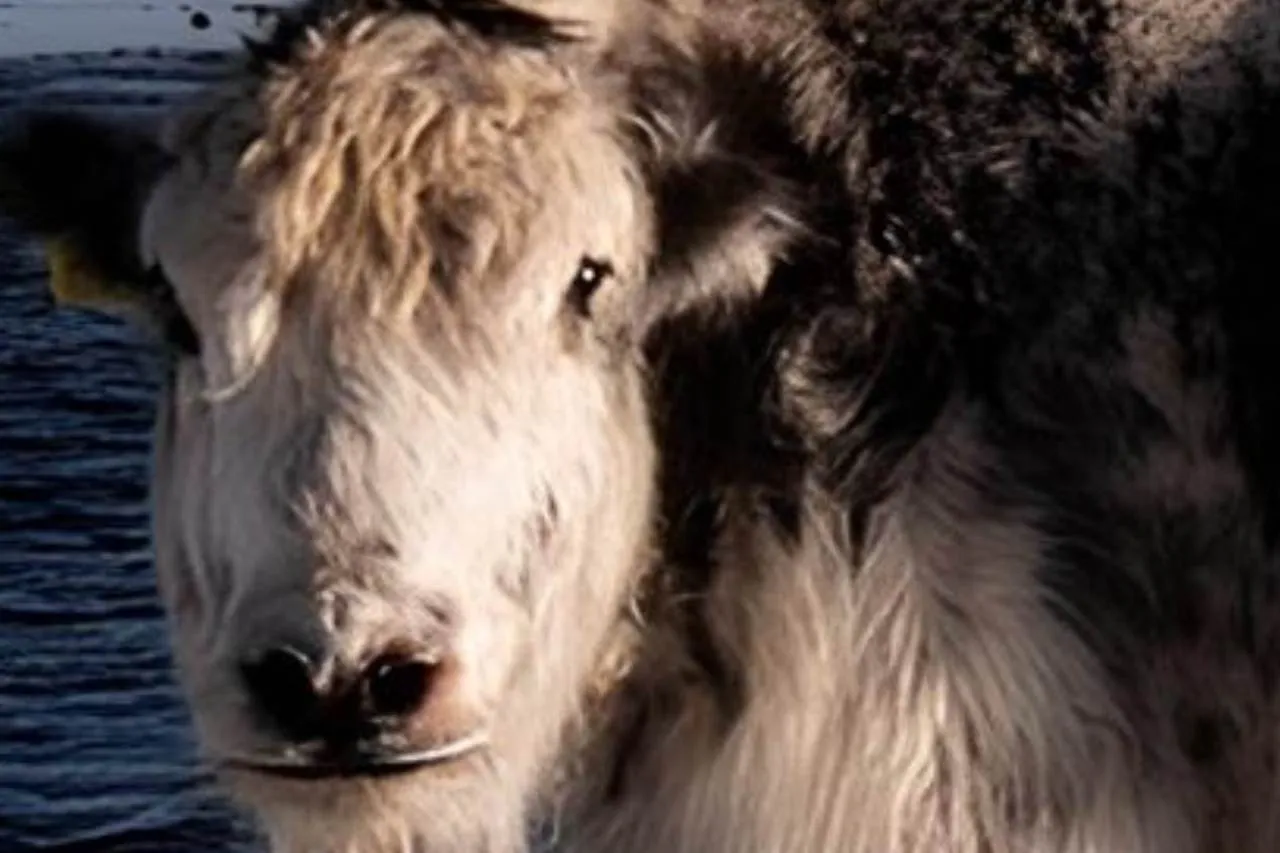 Image after enhancement and upscaling