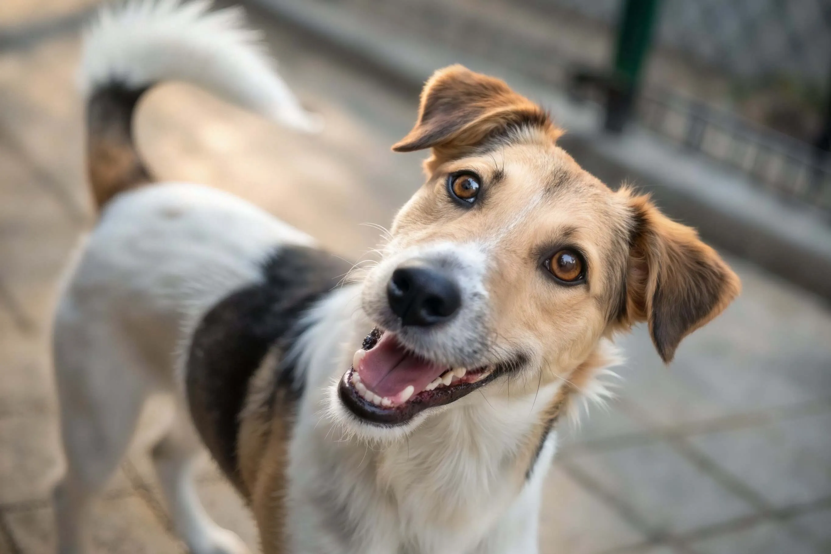 Image before enhancement and upscaling